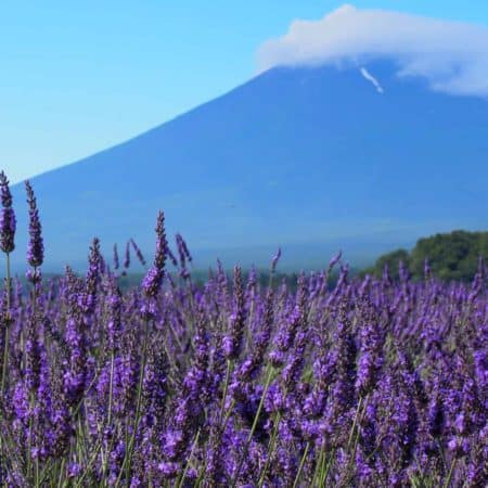 Discover Japan