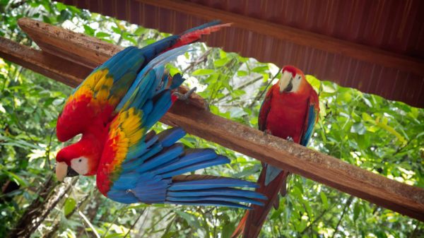 Amazon Riverboat & Machu Picchu Adventure