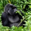 Culture & Wildlife of Uganda & Rwanda