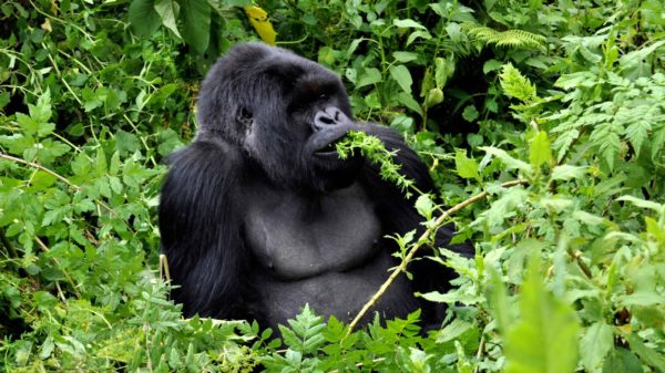 Culture & Wildlife of Uganda & Rwanda