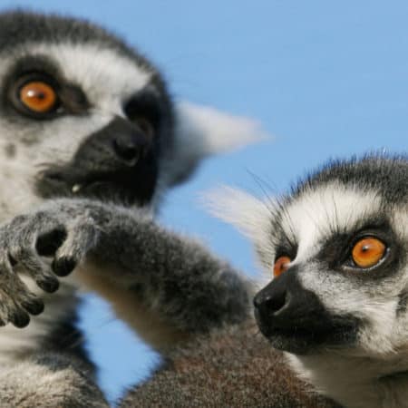 Highlights of Madagascar