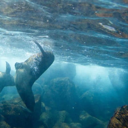 Galápagos – South & Central Islands aboard the Estrella