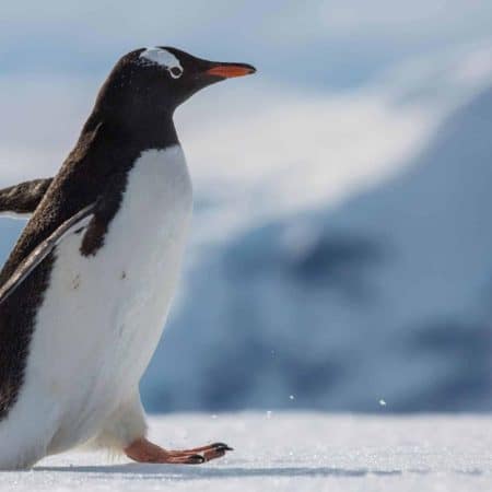 Falklands, South Georgia & Antarctic Islands