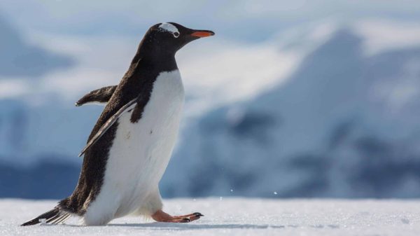 Falklands, South Georgia & Antarctic Islands