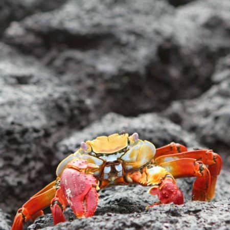 Galápagos – West & Central Islands aboard the Monserrat