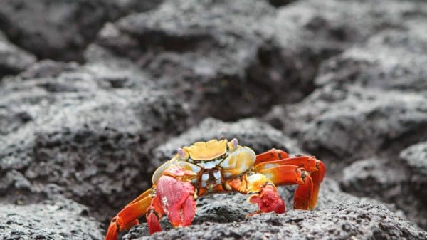 Galápagos - West & Central Islands aboard the Monserrat