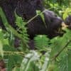 Rwanda & Uganda Gorilla Discovery