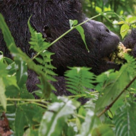 Rwanda & Uganda Gorilla Discovery