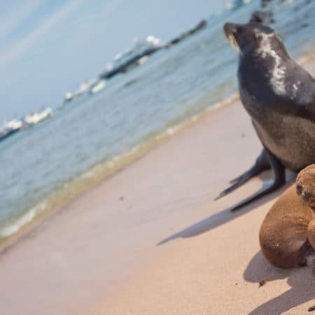 Galápagos Island Hopping