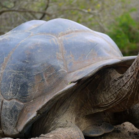 Galápagos – Central, East & South Islands aboard the Xavier III