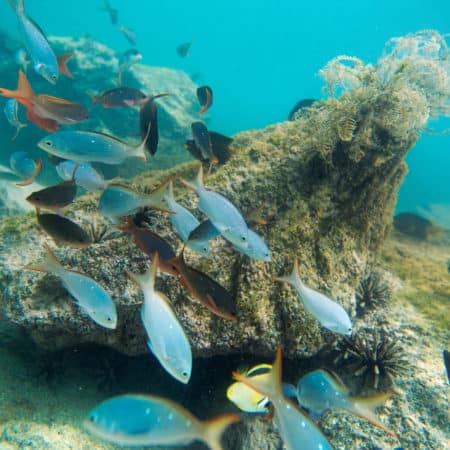 Galápagos – Central & East Islands aboard the Xavier III