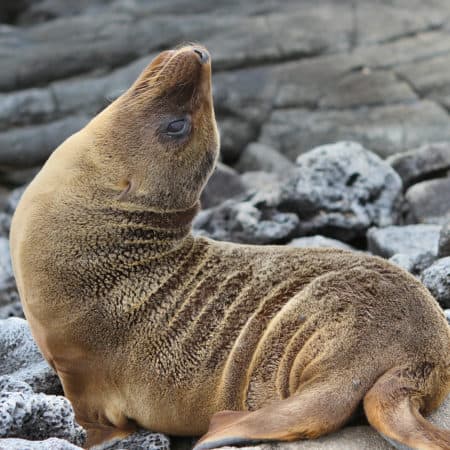 Galápagos – South & East Islands aboard the Monserrat