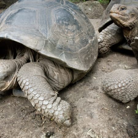 Galápagos Land & Sea – Central Islands aboard the Xavier III