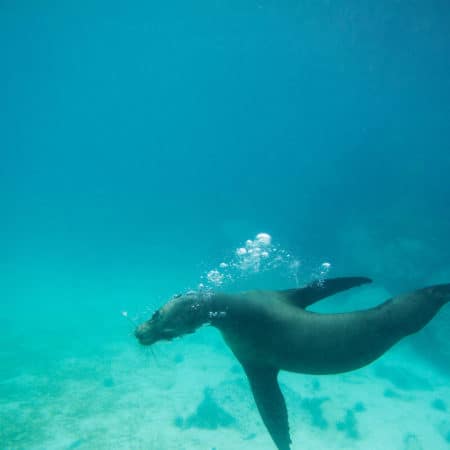 Galápagos Land & Sea – Central & South Islands aboard the Yolita