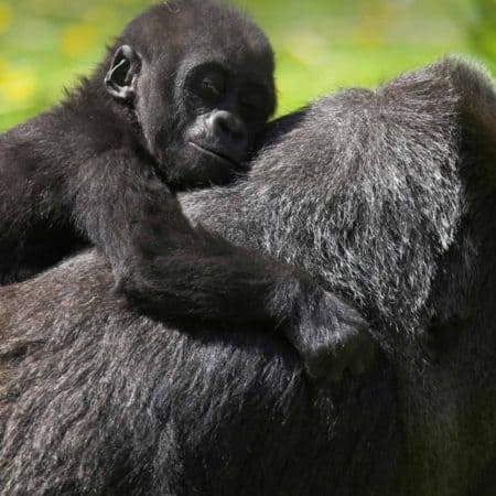 Uganda & Gorillas Overland