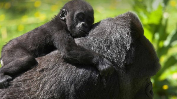 Uganda & Gorillas Overland